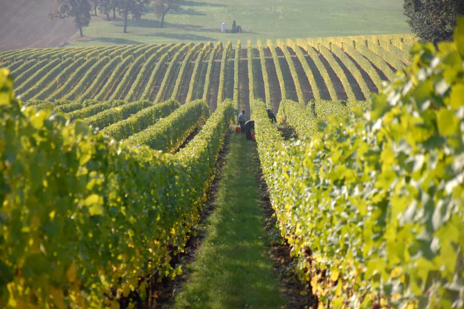 Turismo vinho Brasil 