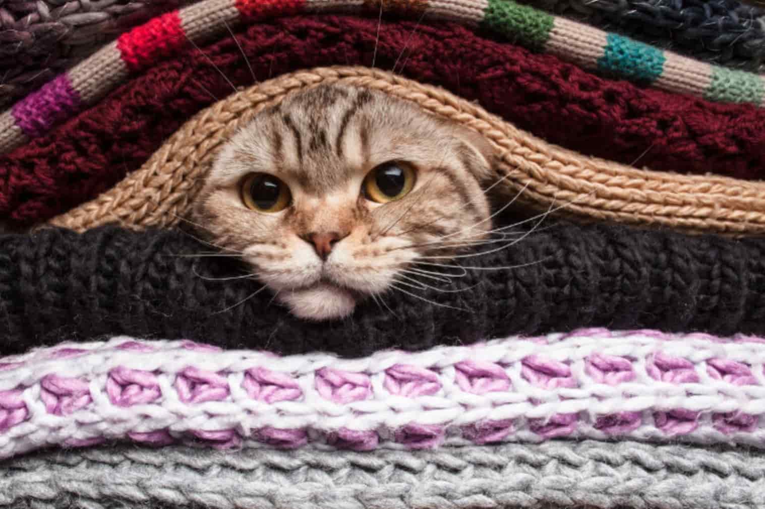 Animais Inverno