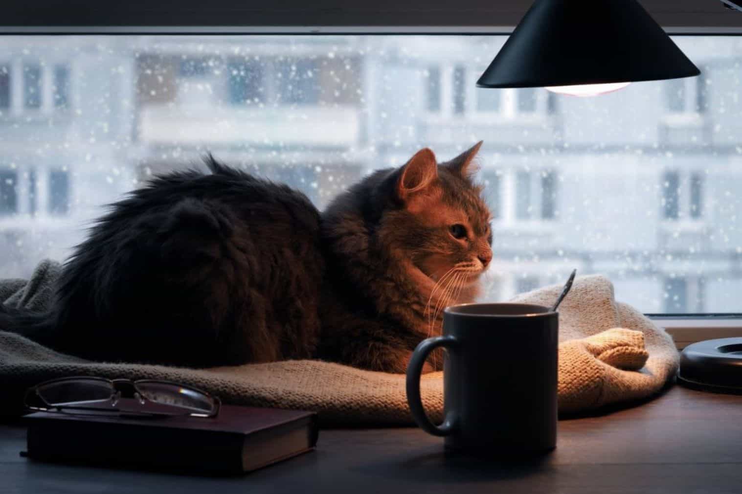 Animais Inverno Ambiente Fechado 