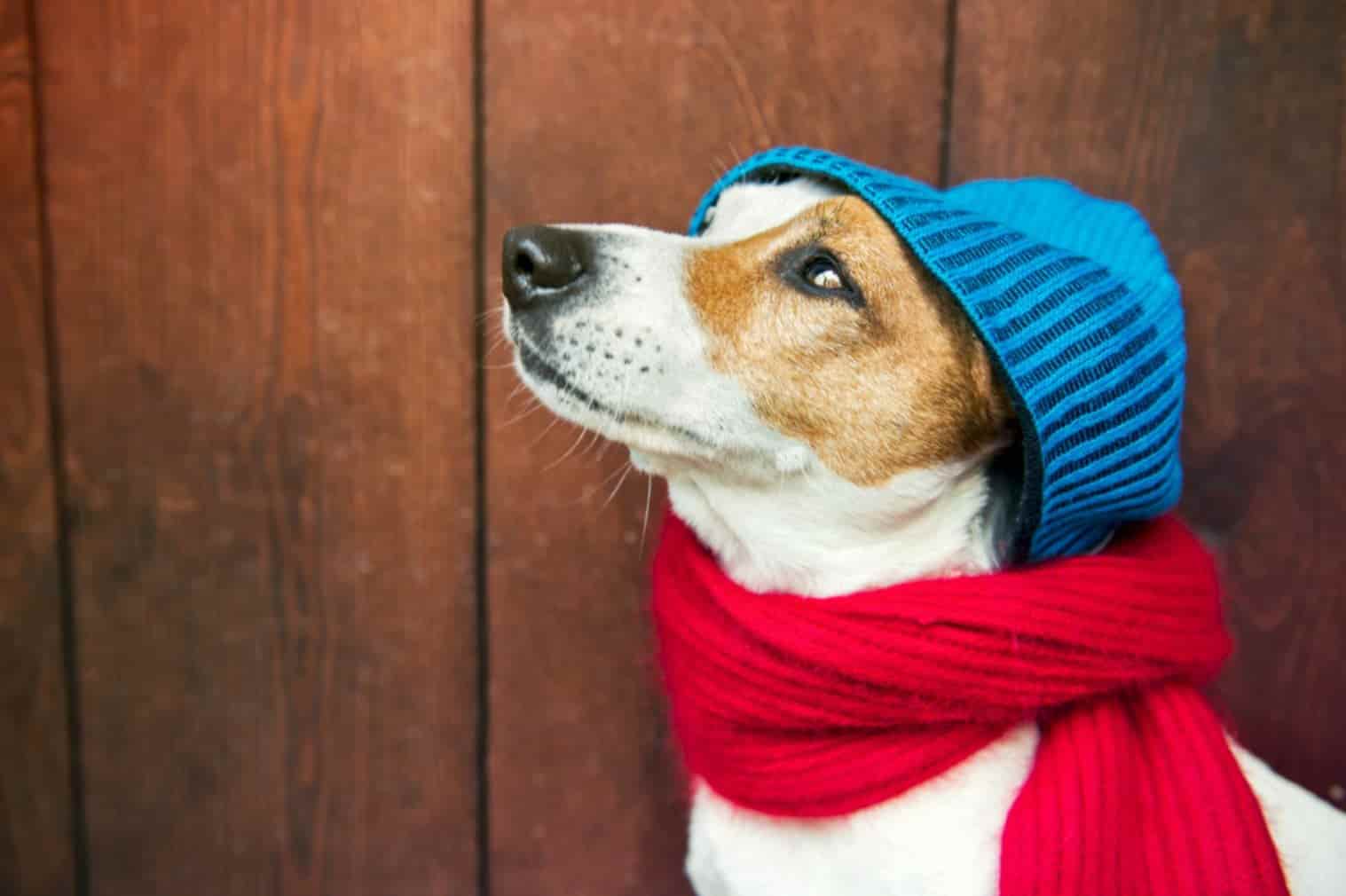 Roupas Animas Inverno 