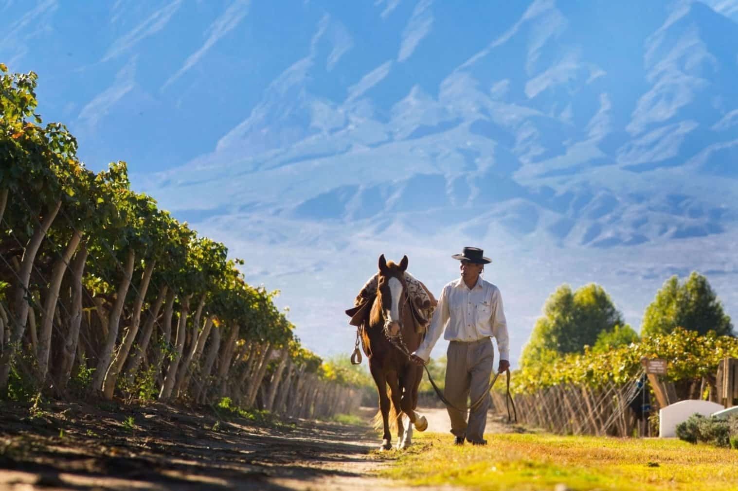 Mendoza Vinhos 