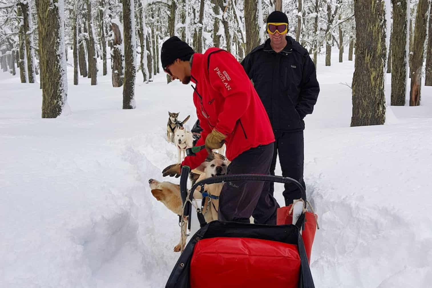 Cachorros Chapelco