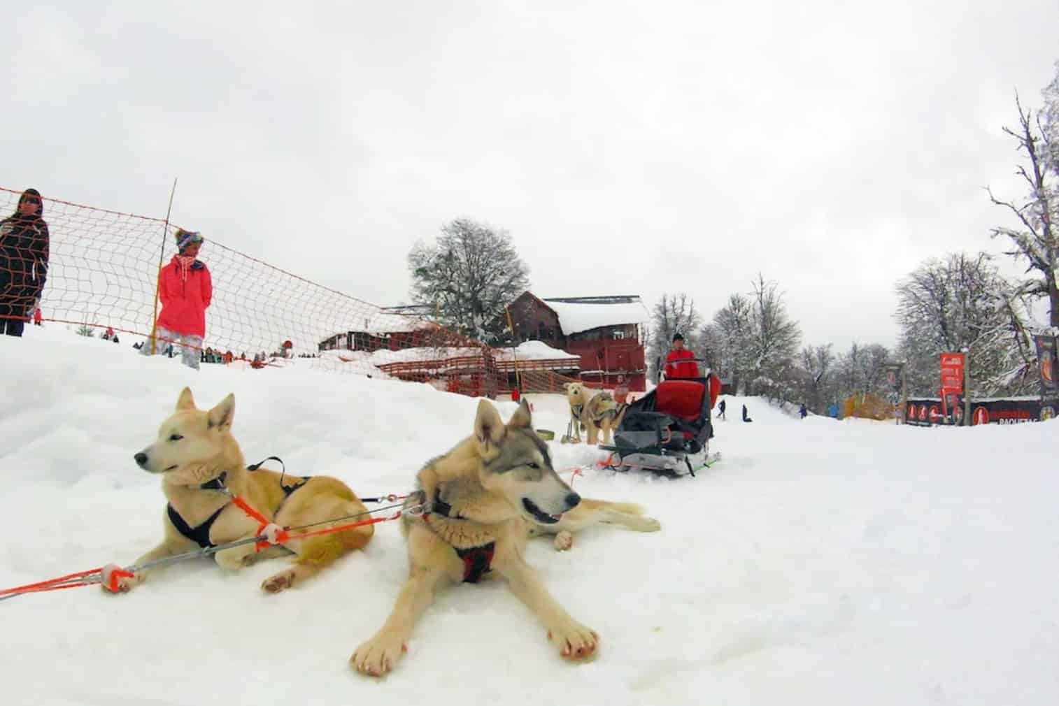 Chapelco Cachorros 