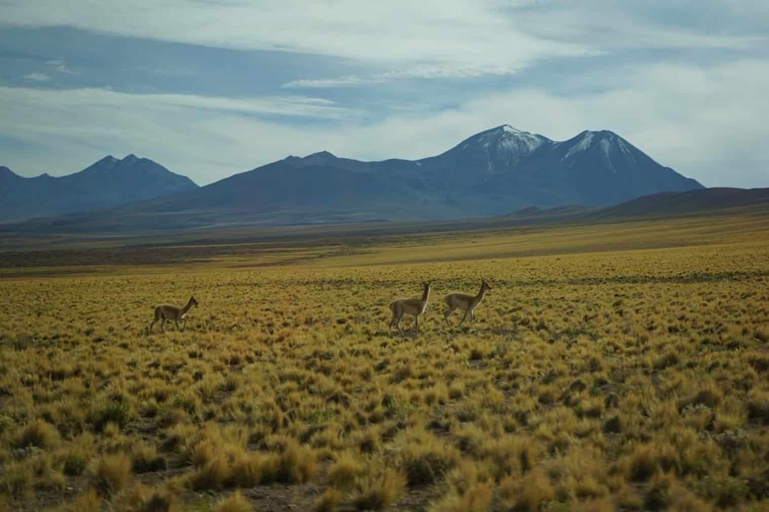 Atacama Vicunhas 