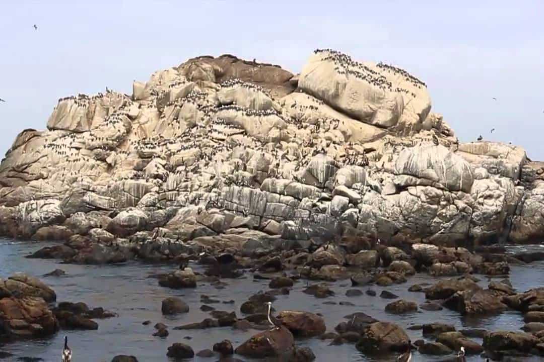 Leões Marinhos Viña del Mar 
