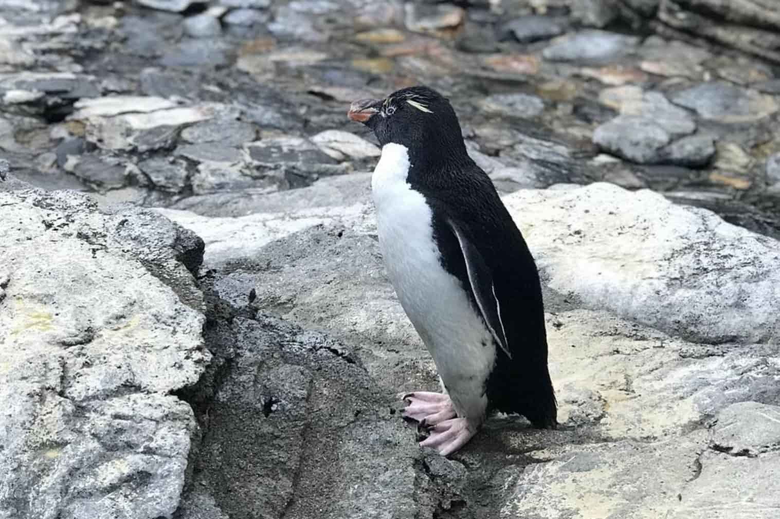 Finlândia Conexão Oceanário 
