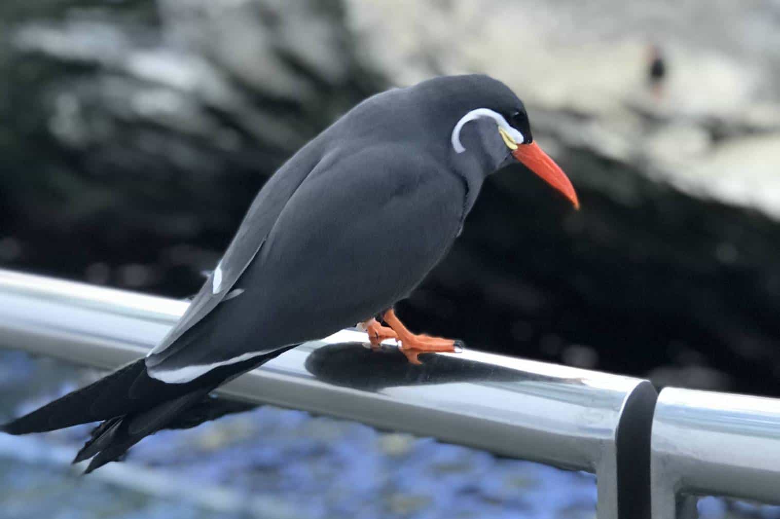Oceanário Conexão Finlândia 