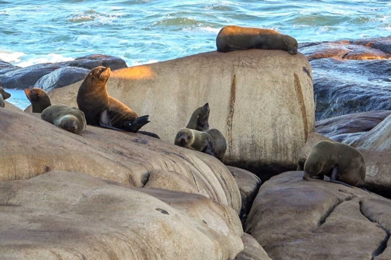 Cabo Polonio Lobos Marinhos