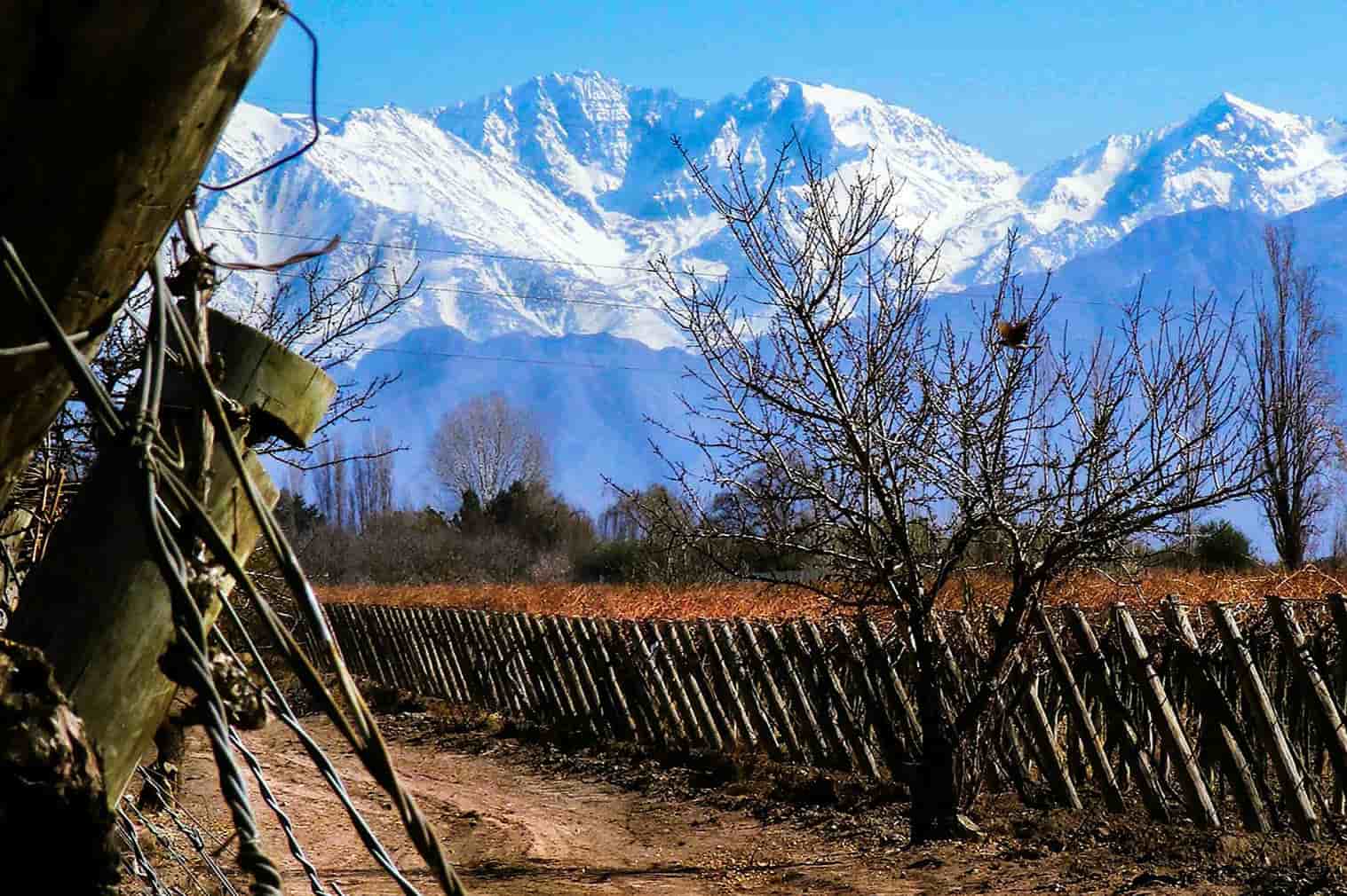 Vinho neve Mendoza