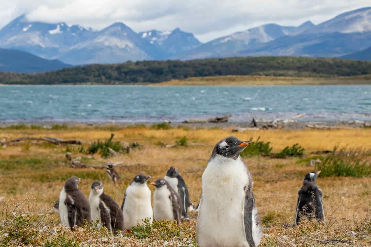 O QUE FAZER NA ARGENTINA NO INVERNO? 11 DESTINOS IMPERDÍVEIS