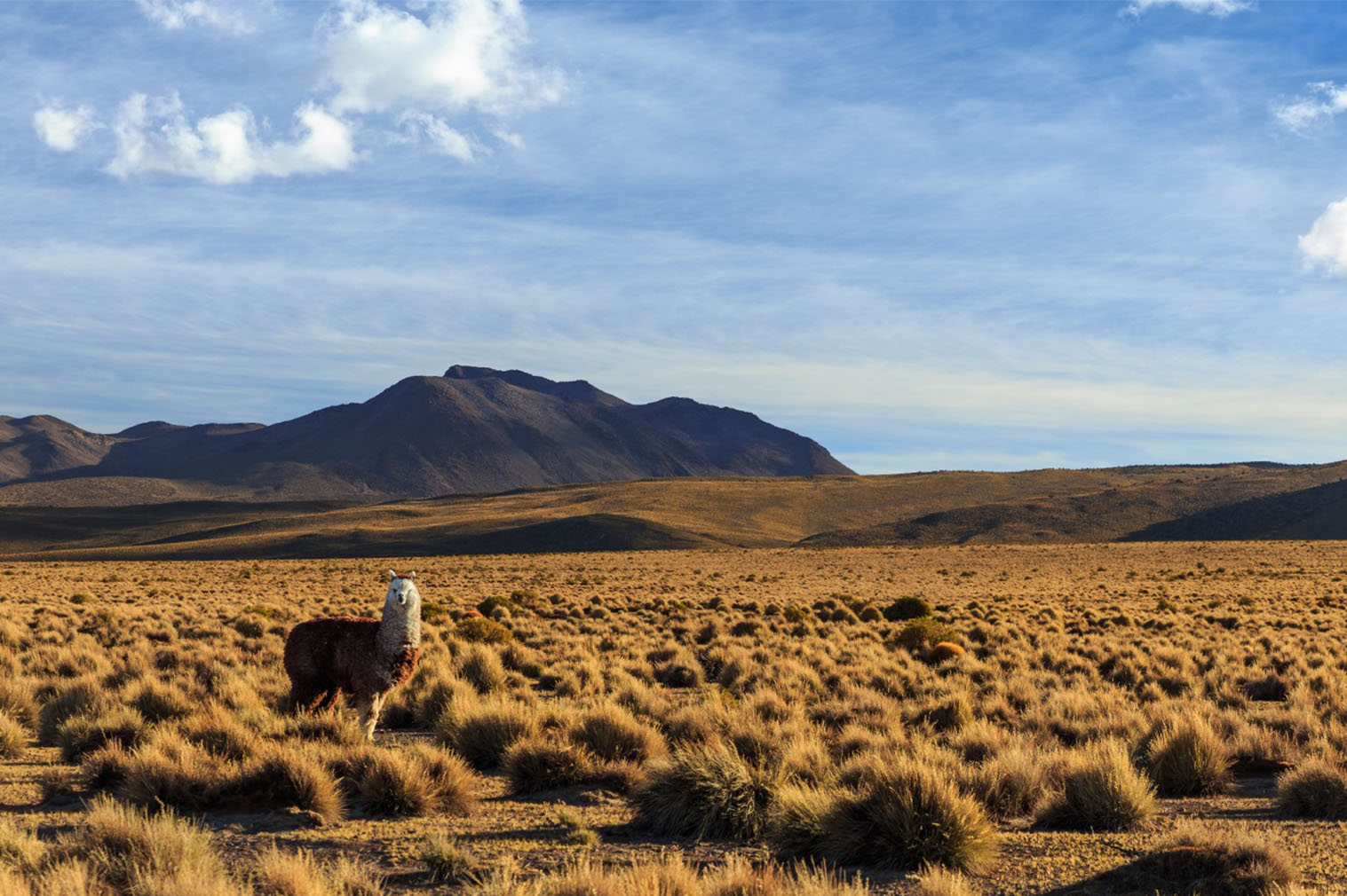 Parque Nacional Volcan Isluga