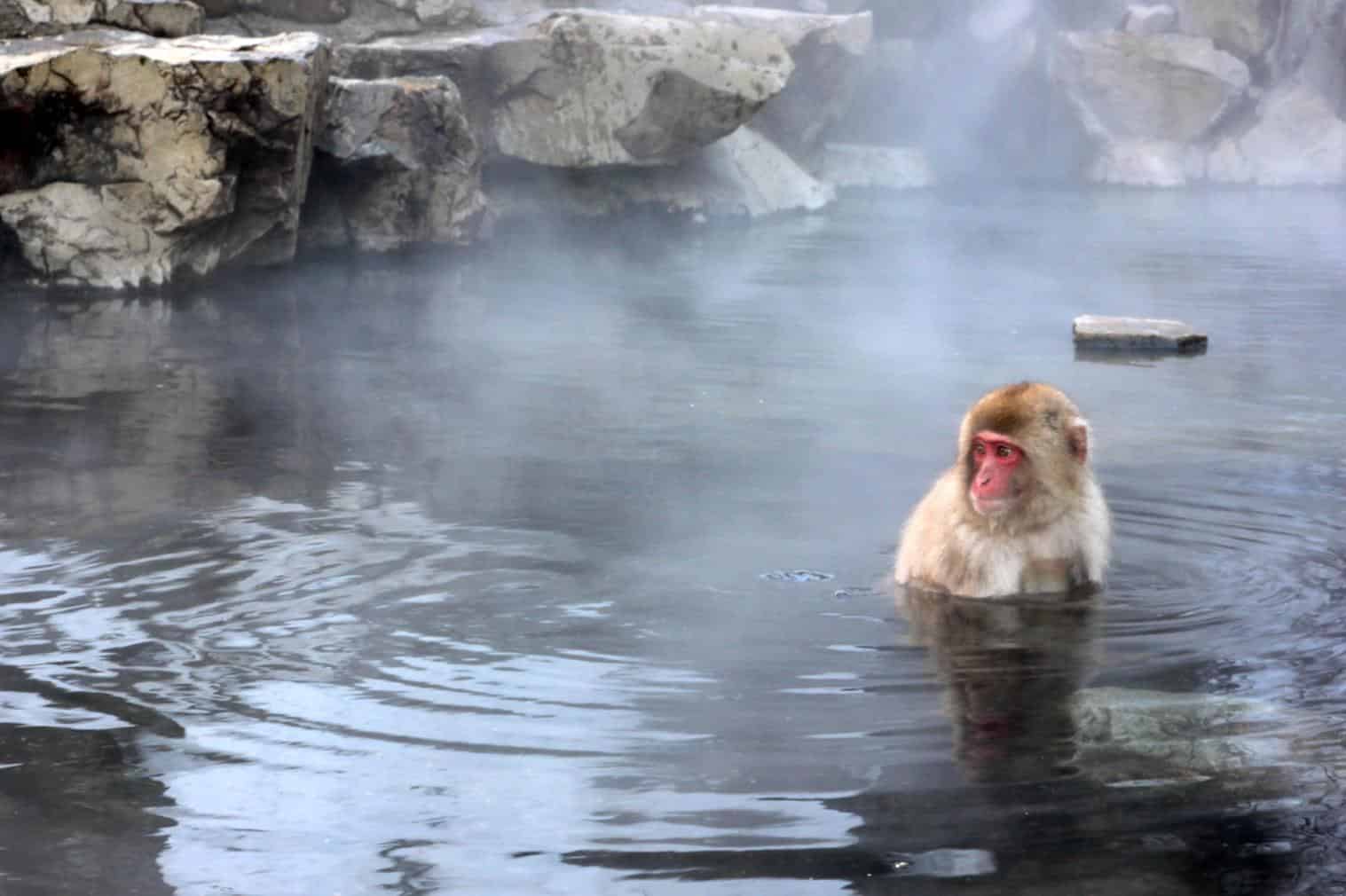 Jigokudani Japão