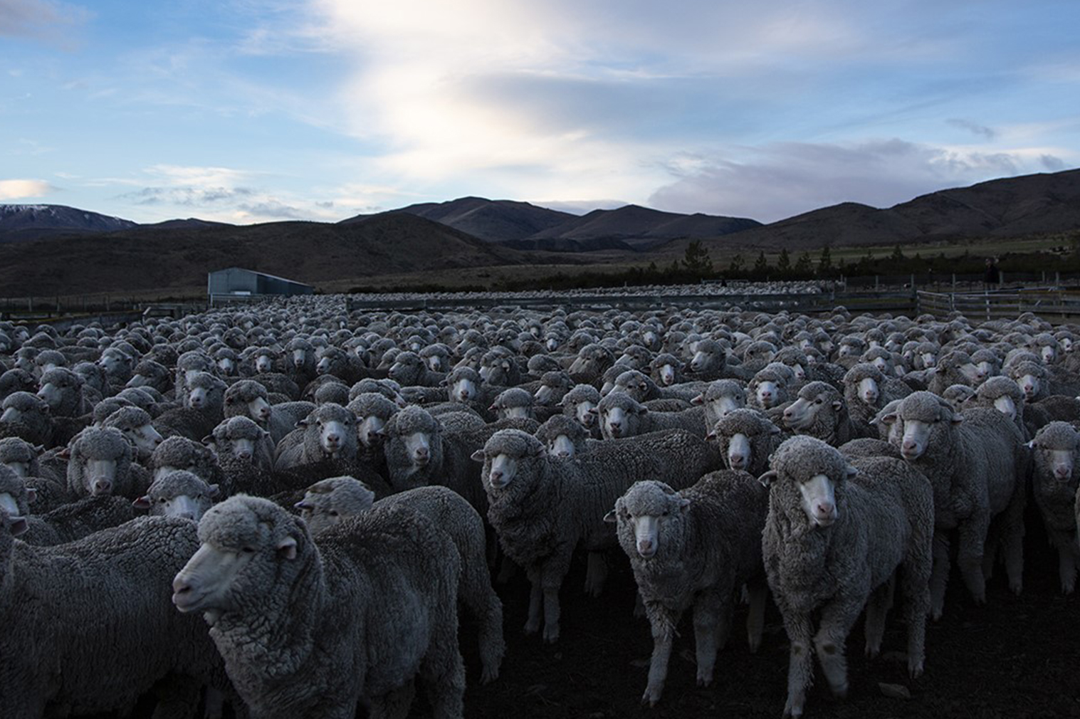 Ovelhas merino Blog Fiero