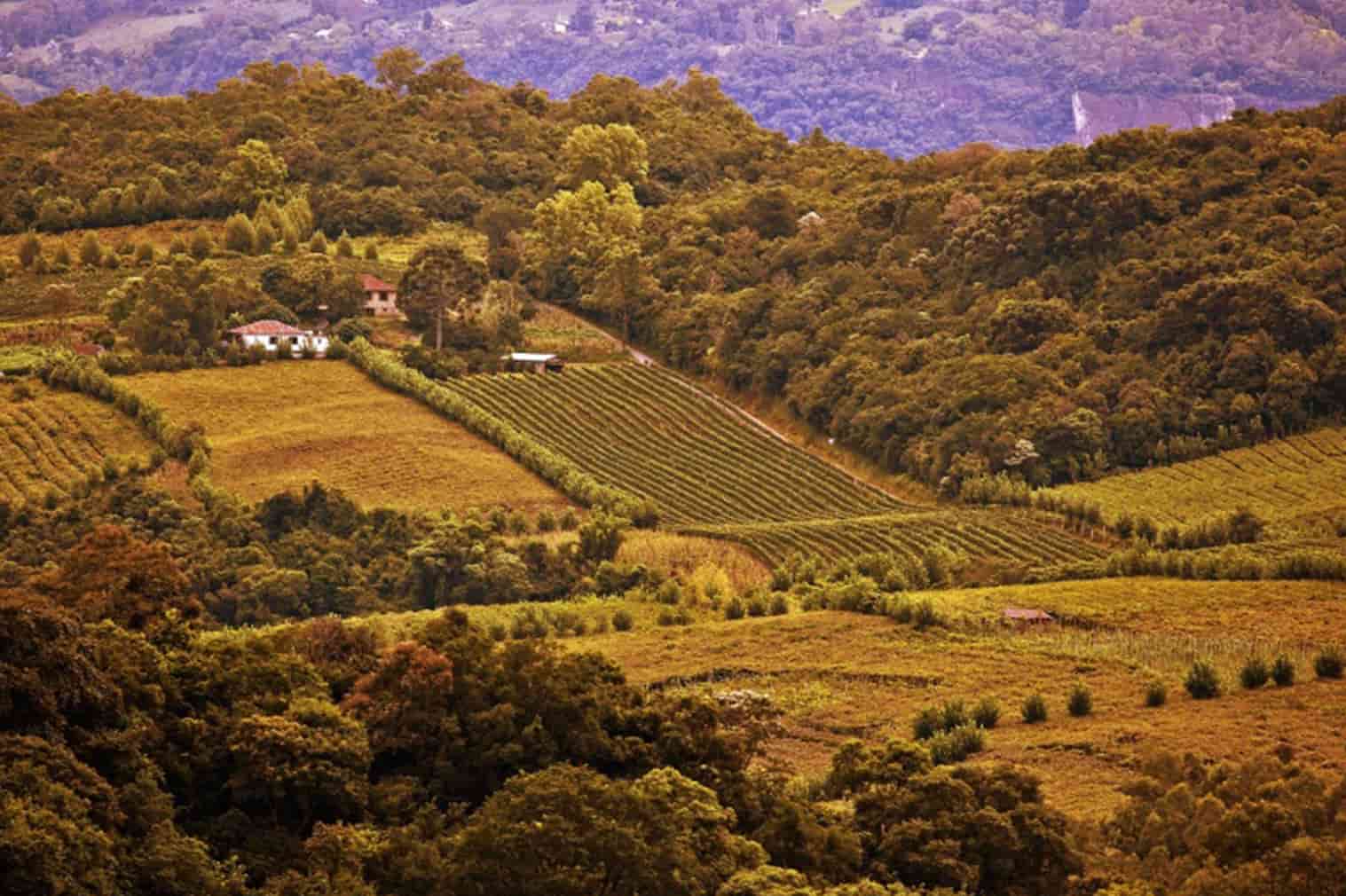 Vale dos Vinhedos Garibaldi