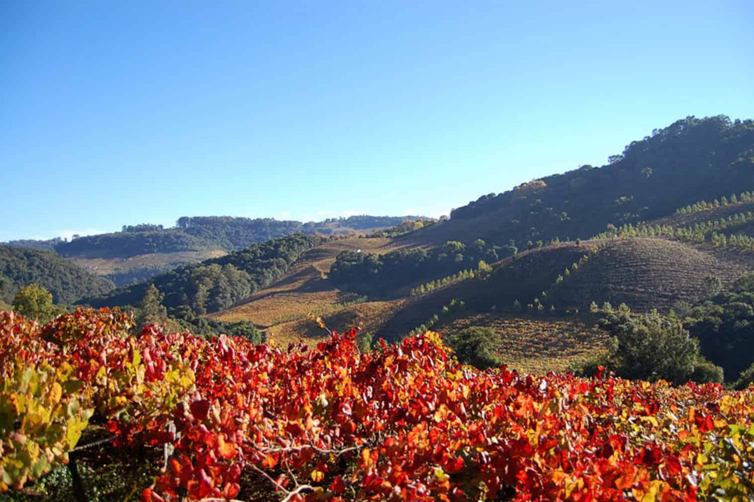 Vale dos Vinhedos