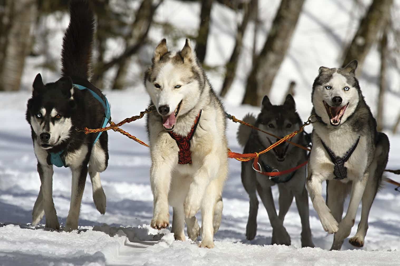 Huskies trenó tradicional da Finlândia
